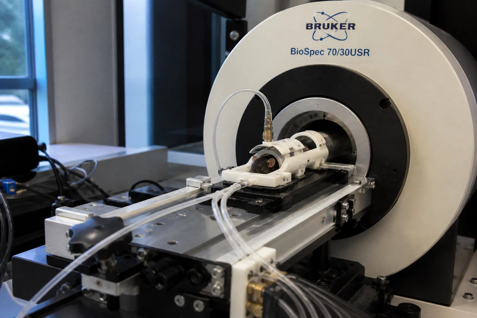 New Mouse Study Challenges Core Assumptions of Functional MRI Interpretation